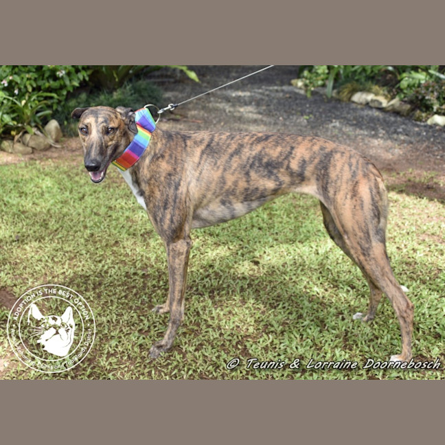 Photo of Milly (Gracious Miss)