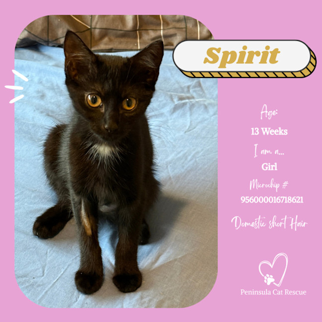 Photo of Spirit