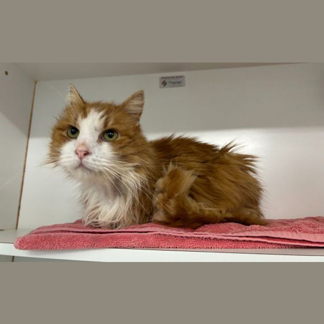 Photo of Simba