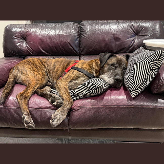 Photo of Dexter