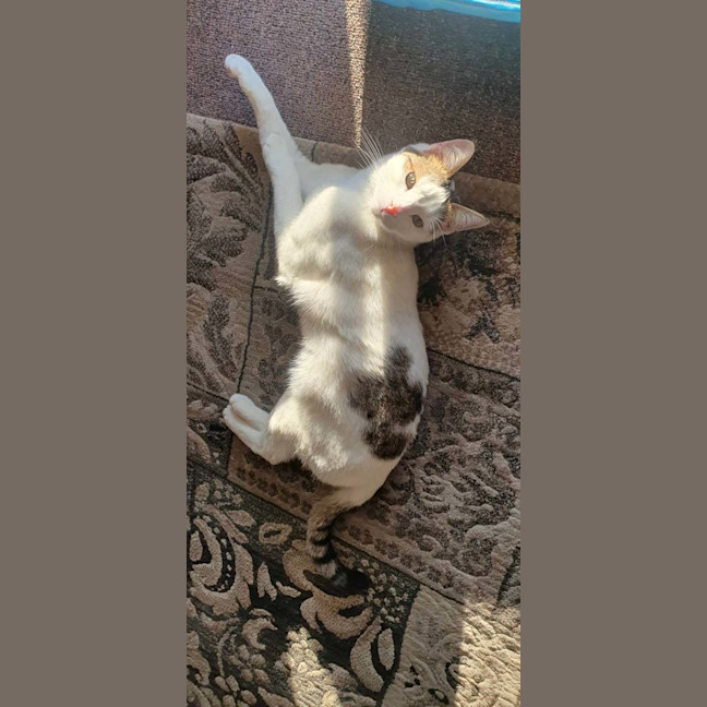 Photo of Shuno (Assisted Rehome)