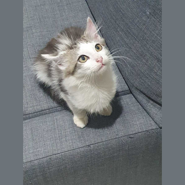 Photo of Biscuit