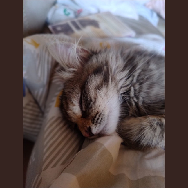 Photo of Cookie And Marmalade