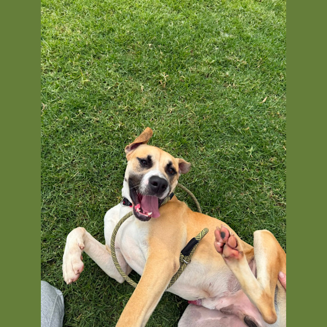 Photo of Rex