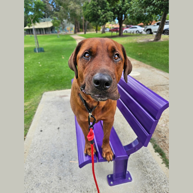 Photo of Ollie 