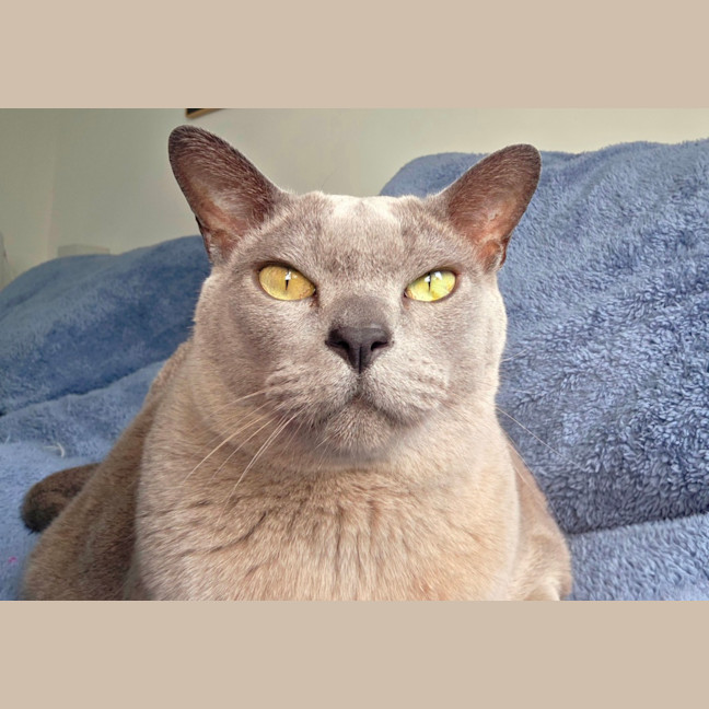 Photo of Chappy