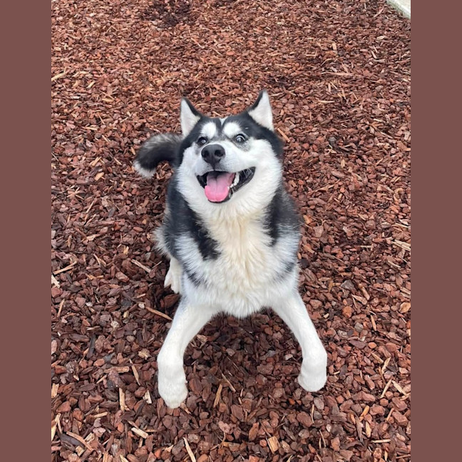 Photo of Knox 