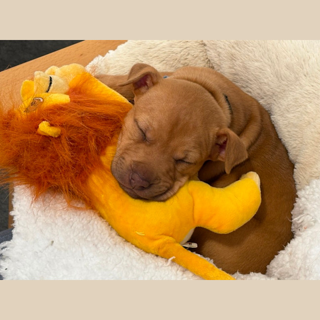 Photo of Markee   8 Week Old Staffy X