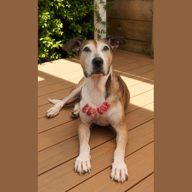 Photo of Missy   6 Year Old Staffy X