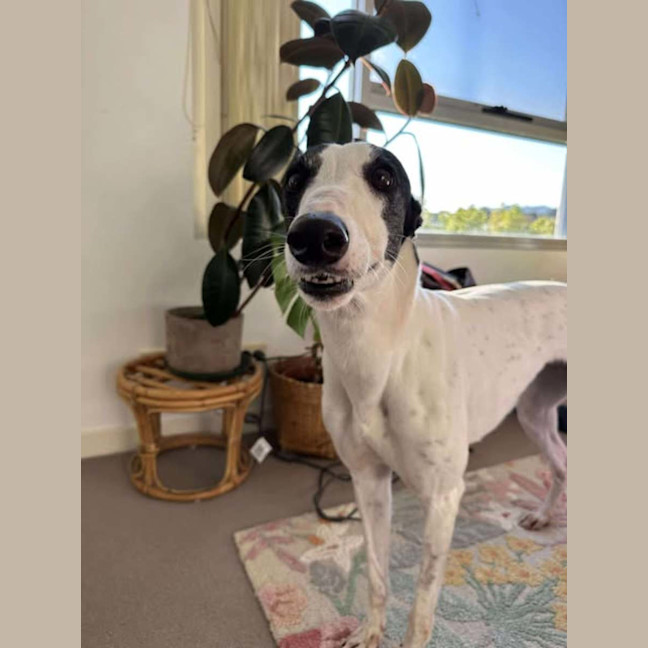 Photo of Dot, The Greyhound