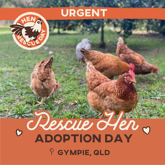 Photo of Rescue Hens   For Adoption   Gympie, Qld