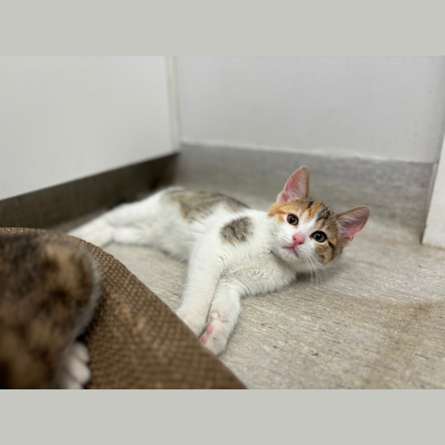 Photo of Nala