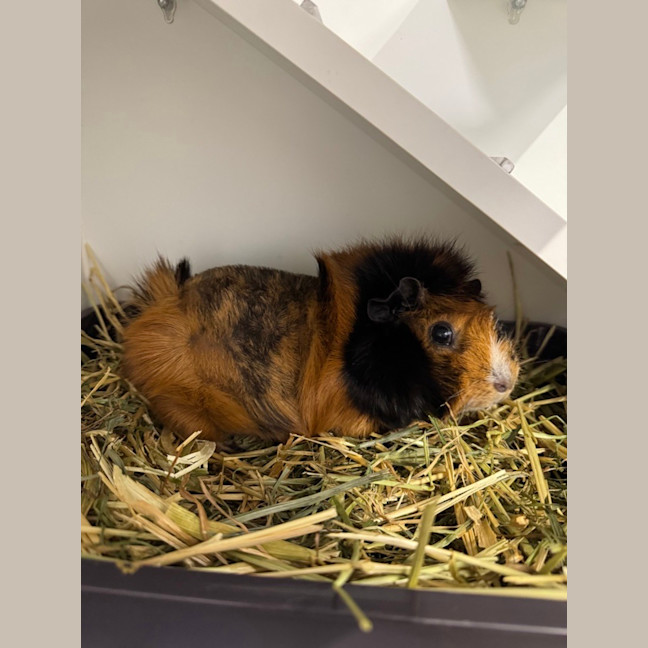 Photo of Lola