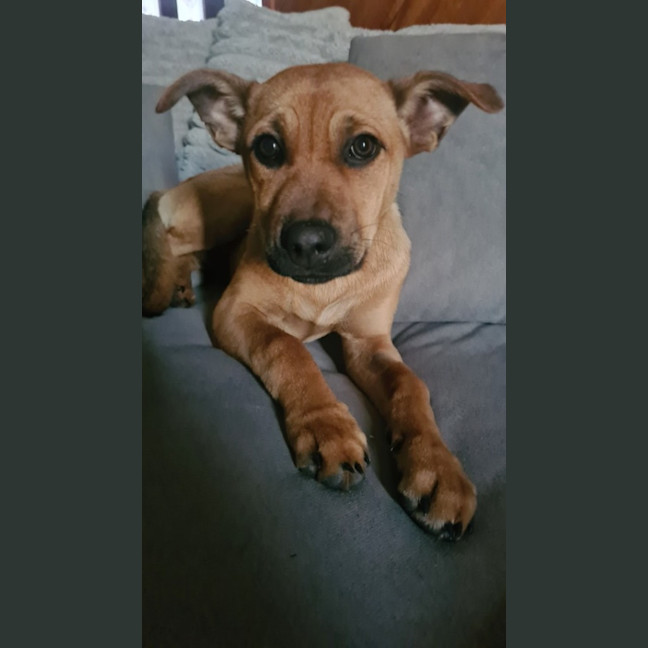 Photo of Tilly (Tandi)