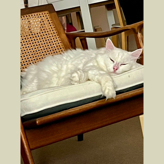 Photo of Mr Bigglesworth