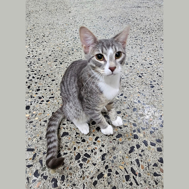 Photo of Mister
