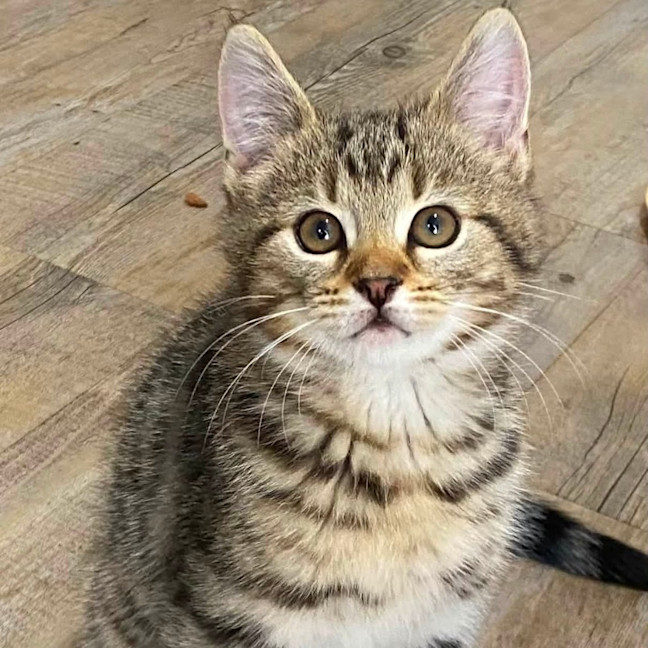 Photo of Waffle