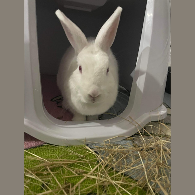 Photo of Fluffball Mc Gee