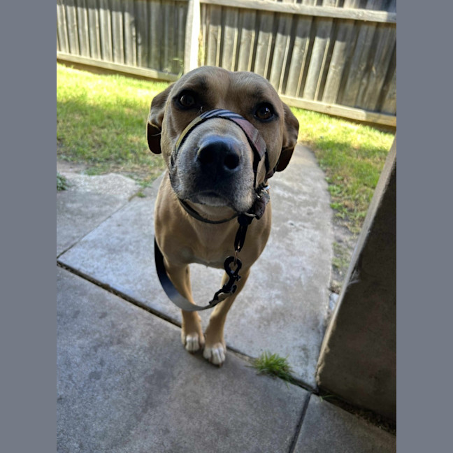 Photo of Apple Crumble