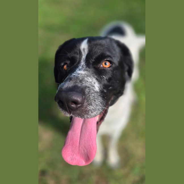 Photo of Lady Primrose (8981)