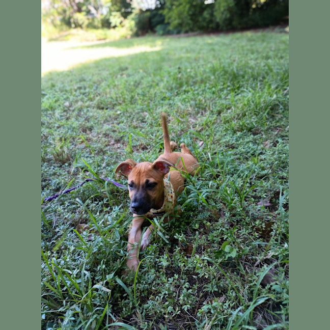 Photo of Astor
