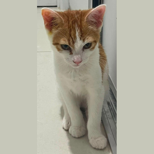 Photo of Rusty