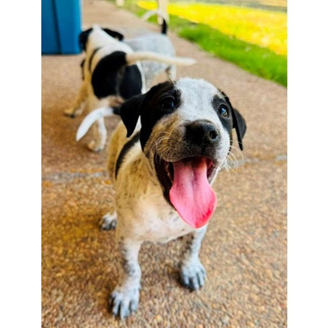 Photo of Benchwarmer