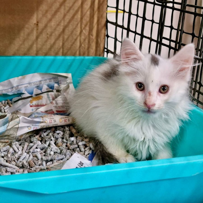 Photo of Captain Fantastic