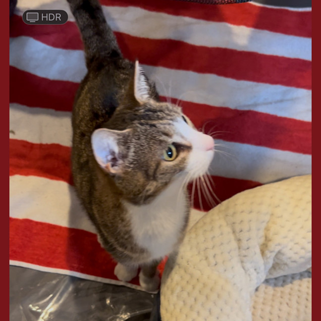 Photo of Lego   The Missing Piece