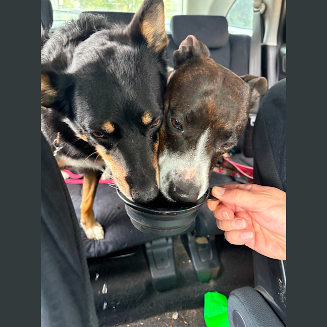 Photo of Stella   1 Year Old Kelpie X Staffy