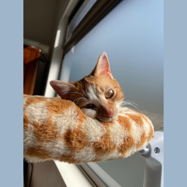 Photo of Marigold