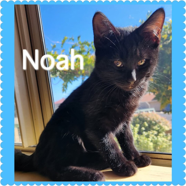 Photo of Noah