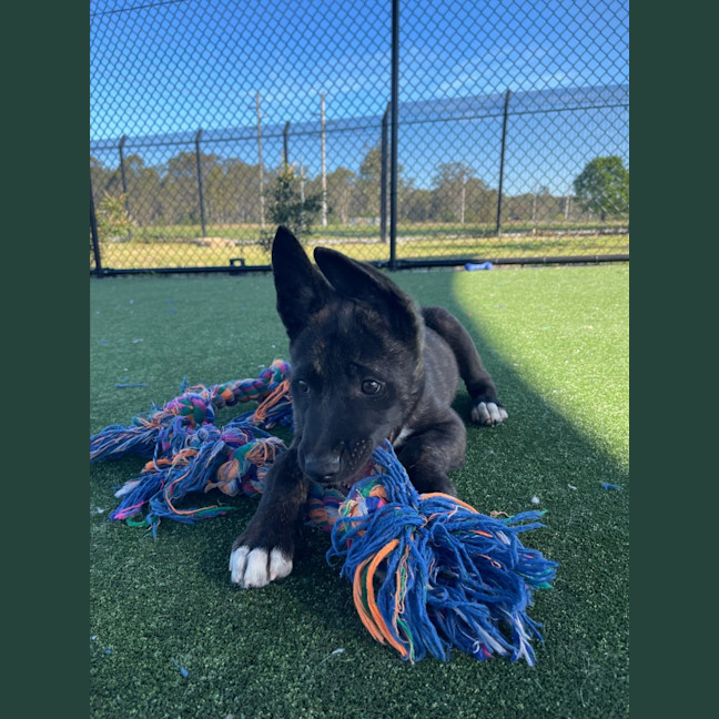 Photo of Shishka Imp 1696