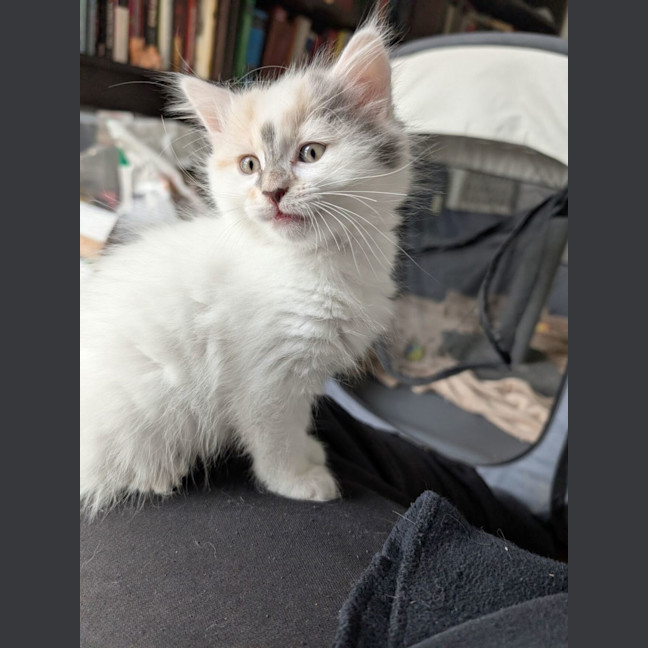 Photo of Crumpet