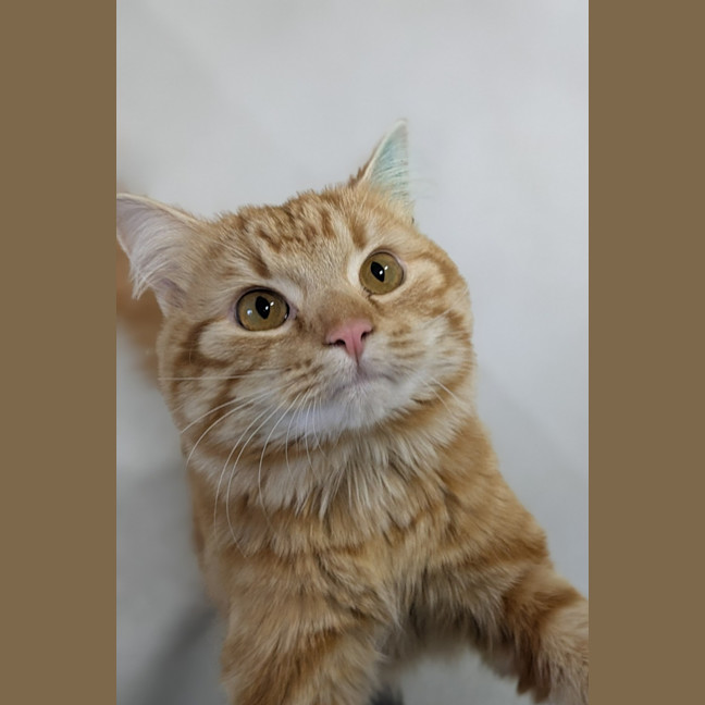 Photo of 🎃 Jonesy 6455 🎃