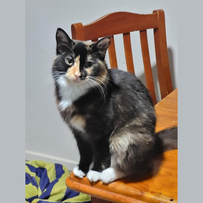 Photo of Mercy *9 Lives Project Rescue*