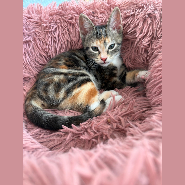 Photo of June Bug