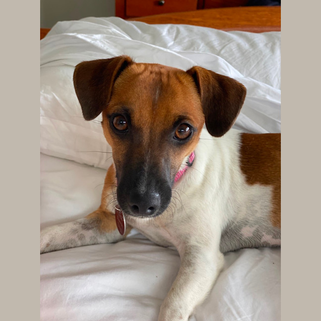 Photo of Rosie 