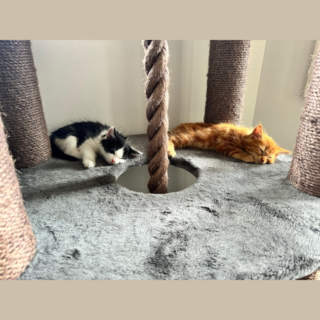 Photo of Benny & Gatsby