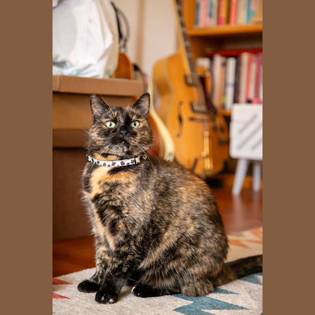 Photo of Layla
