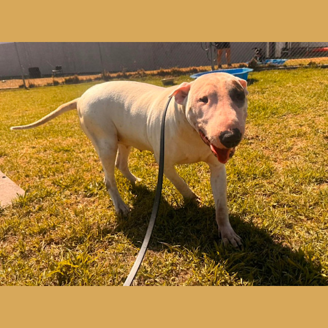 Photo of Patches (68436)