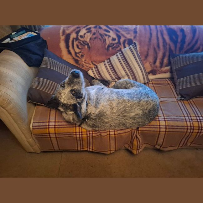 Photo of Scruffy