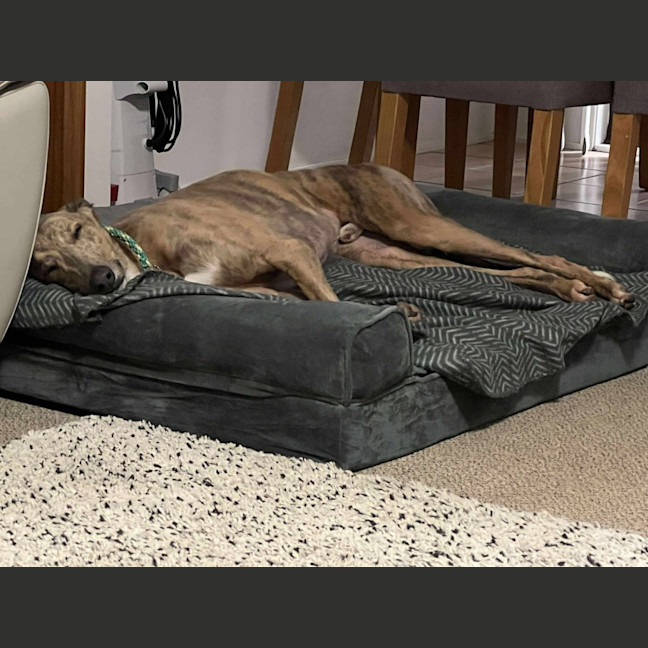 Photo of Buster, The Greyhound