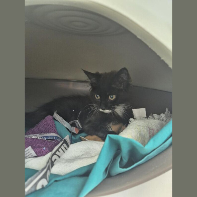 Photo of Marshmallow