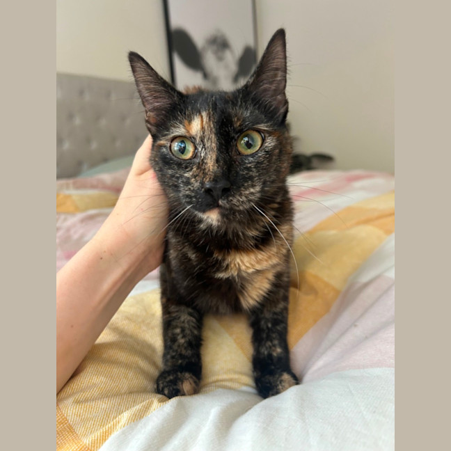 Photo of Strawberry 🍓 