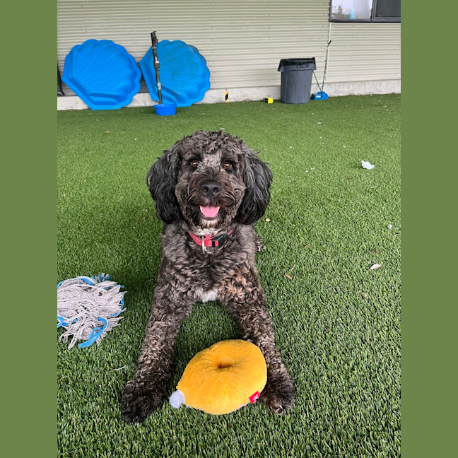Photo of Pickles