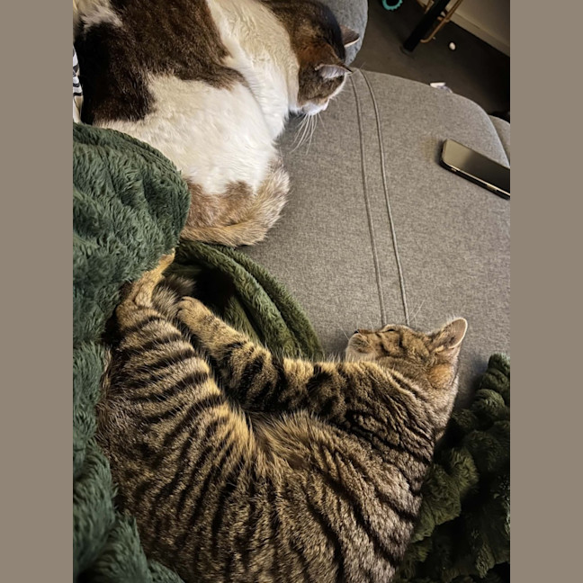 Photo of Priscilla The Riscilla And The Silly Priscailly