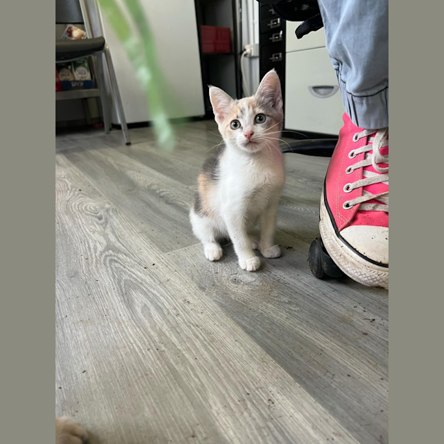 Photo of Nala