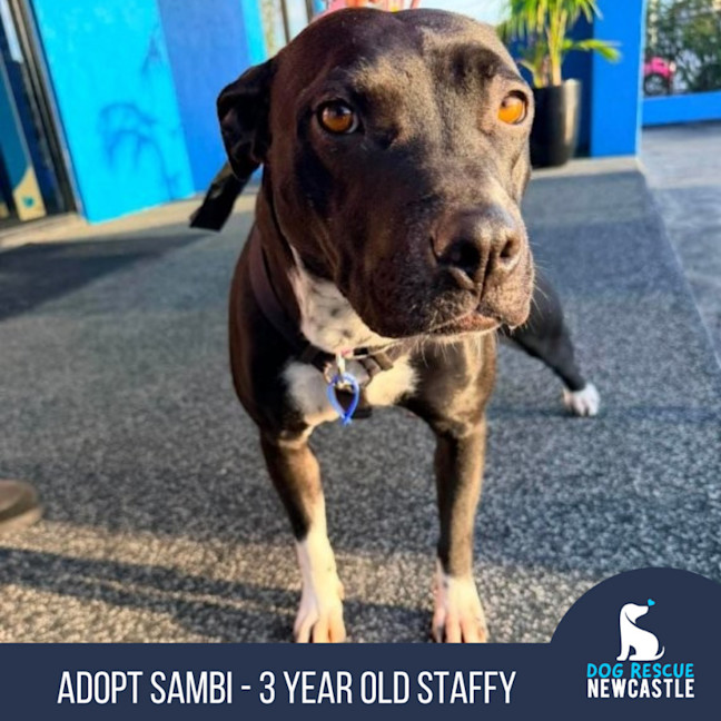 Photo of Sambi   3 Year Old Staffy