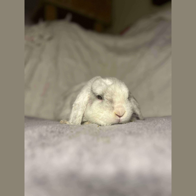 Photo of Count Von Count